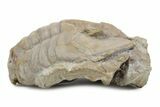 Bargain, Niobella Lindstroemi Trilobite - Rare Species #363216-1